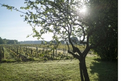 Arbre vignes