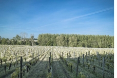 Vignes