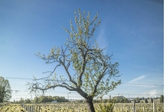 Arbre, vignes