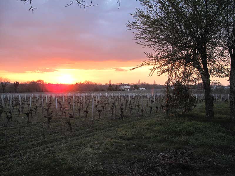 Aurore sur les vignes